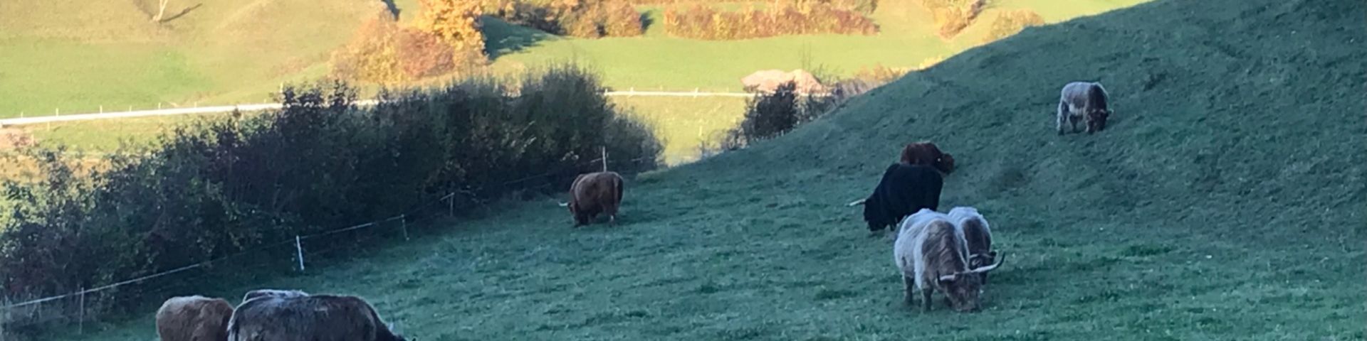 Schottische Hochlandrinder im Jura